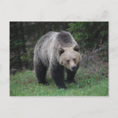 Grizzly Beer Briefkaart (Voorkant)