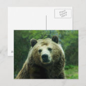 Grizzly beer briefkaart (Voorkant / Achterkant)