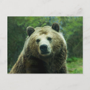 Grizzly beer briefkaart