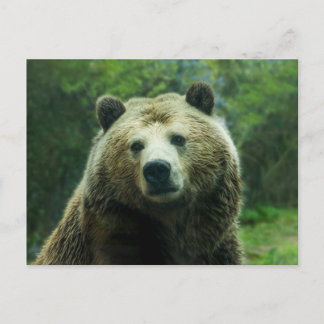 Grizzly beer briefkaart