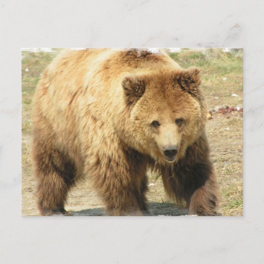 Grizzly Beer Briefkaart (Voorkant)
