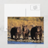Grizzly beer, bruin beer, cubs, Katmai National Briefkaart (Voorkant / Achterkant)
