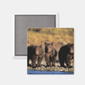 Grizzly beer, bruin beer, cubs, Katmai National Magneet (Voorkant / Achterkant)