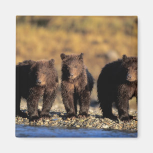 Grizzly beer, bruin beer, cubs, Katmai National Magneet