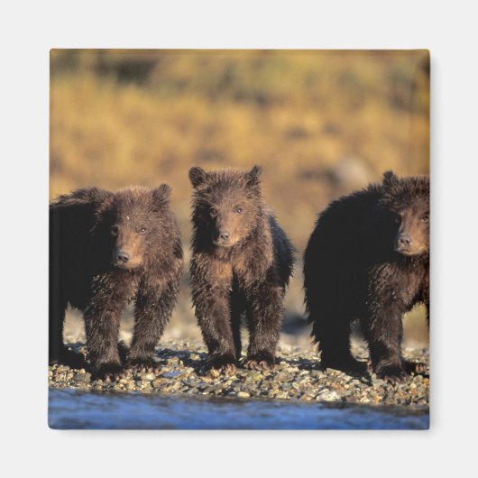 Grizzly beer, bruin beer, cubs, Katmai National Magneet (Voorkant)
