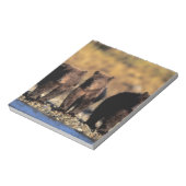 Grizzly beer, bruin beer, cubs, Katmai National Notitieblok (Linkerzijde)