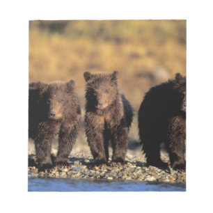 Grizzly beer, bruin beer, cubs, Katmai National Notitieblok