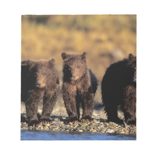Grizzly beer, bruin beer, cubs, Katmai National Notitieblok (Voorkant)