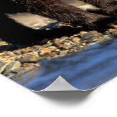 Grizzly beer, bruin beer, cubs, Katmai National Poster (Hoek)