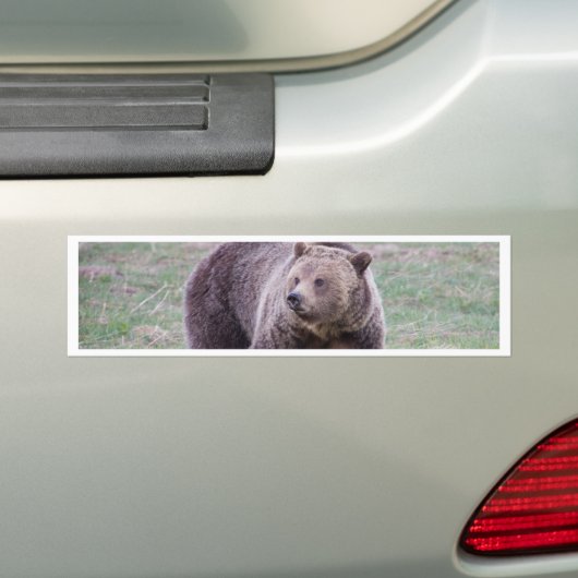 Grizzly beer bumpersticker (Op auto)