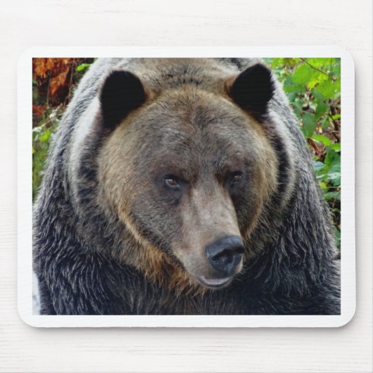 Grizzly Beer Close-up Muismat (Voorkant)