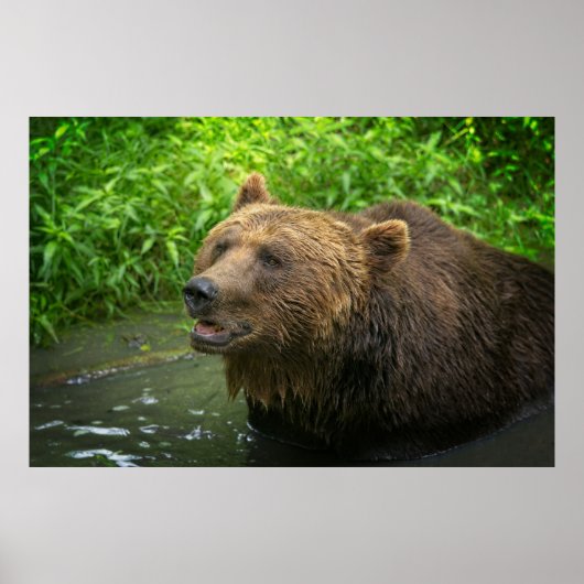 Grizzly Beer Close-up Poster (Voorkant)