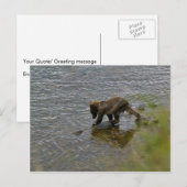 Grizzly beer cubs briefkaart (Voorkant / Achterkant)