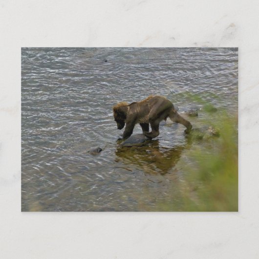 Grizzly beer cubs briefkaart (Voorkant)