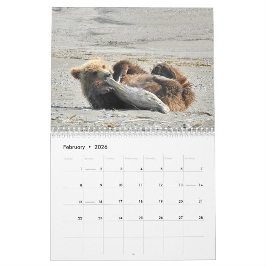 Grizzly beer cubs van Alaska kalender (Feb 2026)