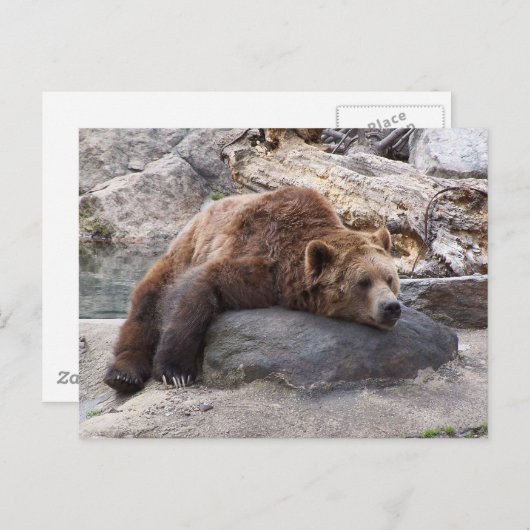 Grizzly Beer die op Rock rust Briefkaart (Voorkant / Achterkant)