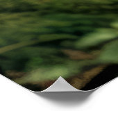 Grizzly Beer Dier Natuur Majestic Wild Poster (Hoek)