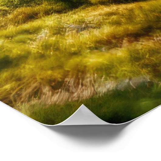 Grizzly Beer Dier Natuur Majestic Wild Poster (Hoek)