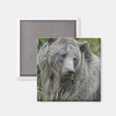 Grizzly_Beer_Fotografie_Kunst Magneet (Voorkant / Achterkant)