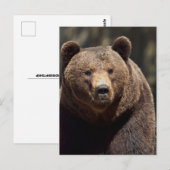 GRIZZLY BEER FOTOGRAPHY BRIEFKAART (Voorkant / Achterkant)