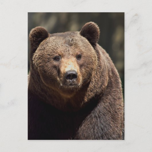 GRIZZLY BEER FOTOGRAPHY BRIEFKAART (Voorkant)