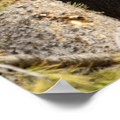 GRIZZLY BEER FOTOGRAPHY POSTER (Hoek)