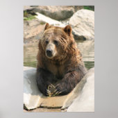 grizzly beer groot poster 2 (Voorkant)