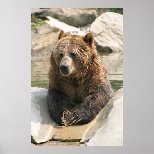 grizzly beer groot poster 2 (Voorkant)