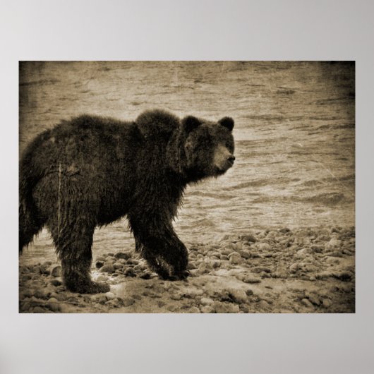 Grizzly Beer in Antiek Poster (Voorkant)