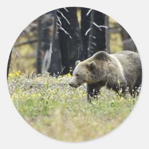 Grizzly Beer in Field in Yellowstone National Park Ronde Sticker