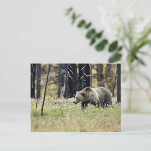 Grizzly Beer in het veld in het Nationaal Park Yel Briefkaart (Staand voorkant)