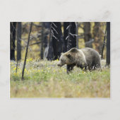 Grizzly Beer in het veld in het Nationaal Park Yel Briefkaart (Voorkant)