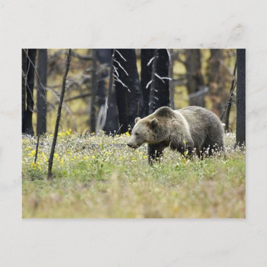 Grizzly Beer in het veld in het Nationaal Park Yel Briefkaart (Voorkant)