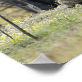 Grizzly Beer in het veld Poster (Hoek)