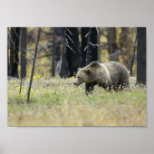 Grizzly Beer in het veld Poster (Voorkant)