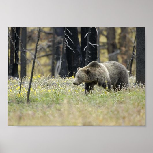 Grizzly Beer in het veld Poster (Voorkant)