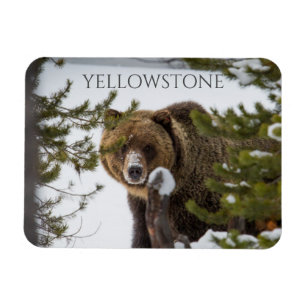 Grizzly Beer in sneeuw, Yellowstone National Park Magneet