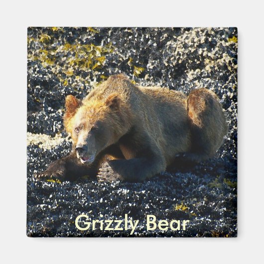 Grizzly Beer Kunst Magneet (Voorkant)