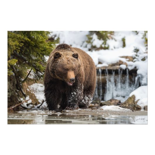 Grizzly Beer langs de rivier Foto Afdruk (Voorkant)