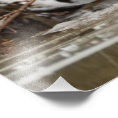 Grizzly Beer langs de rivier Foto Afdruk (Hoek)