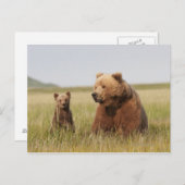Grizzly Beer met Cub Briefkaart (Voorkant / Achterkant)