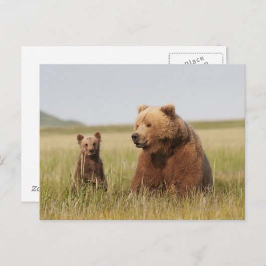 Grizzly Beer met Cub Briefkaart (Voorkant / Achterkant)