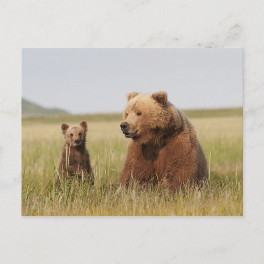 Grizzly Beer met Cub Briefkaart (Voorkant)