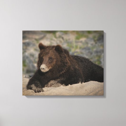 Grizzly Beer met snoepsnoer Canvas Afdruk (Voorkant)