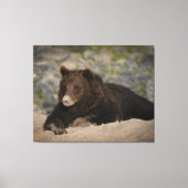 Grizzly Beer met snoepsnoer Canvas Afdruk (Voorkant)