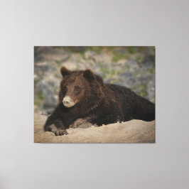 Grizzly Beer met snoepsnoer Canvas Afdruk