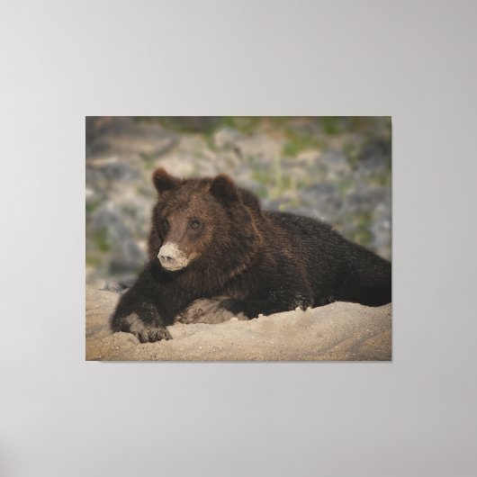 Grizzly Beer met snoepsnoer Canvas Afdruk (Voorkant)