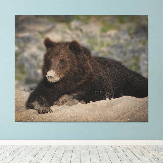 Grizzly Beer met snoepsnoer Canvas Afdruk (Insitu (Houten vloer))