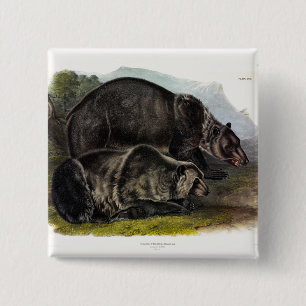 Grizzly Beer (Noord-Amerikaans bruin Beer) - Audub Vierkante Button 5,1 Cm