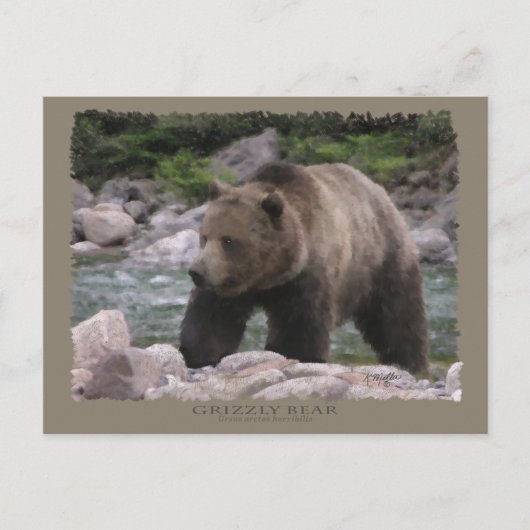 Grizzly Beer - Pastels Briefkaart (Voorkant)
